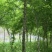 皂角。6到12公分皂角树，皂角小苗，皂角。