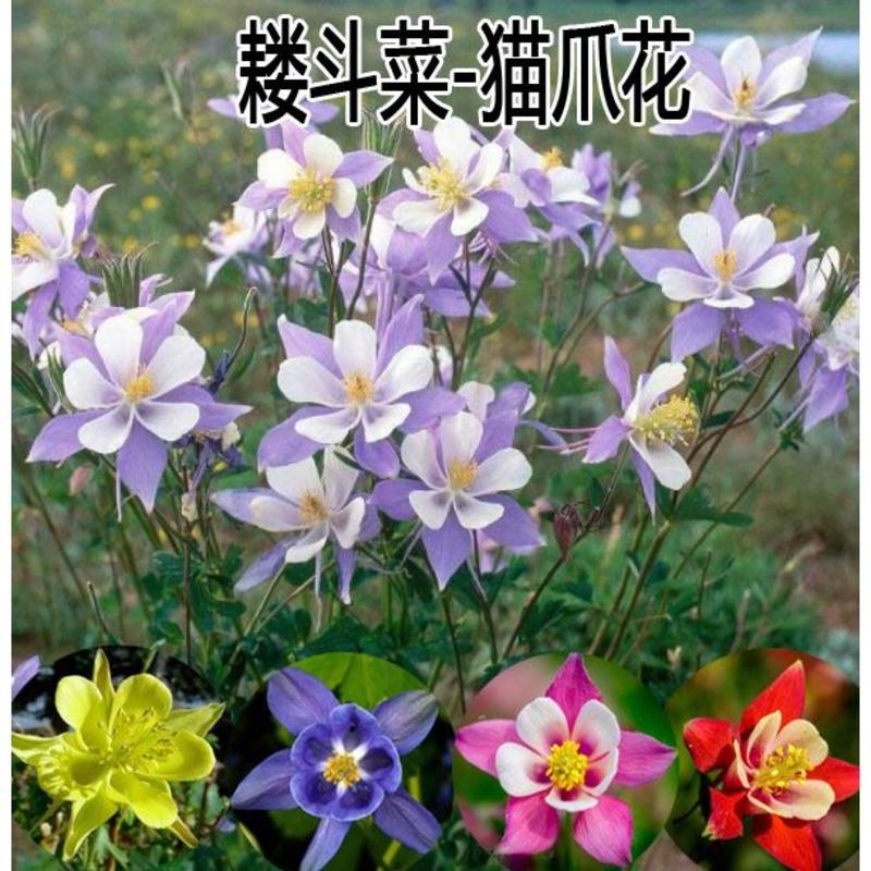 耧斗菜种子猫爪花种籽春秋播庭院阳台盆栽易种多年生耐寒花卉