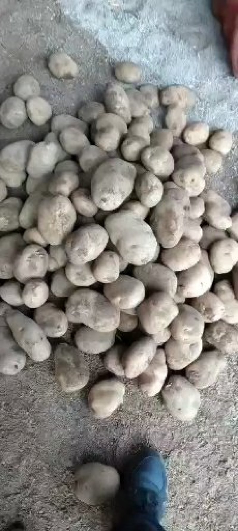 土豆云南丽薯六号大量有现货