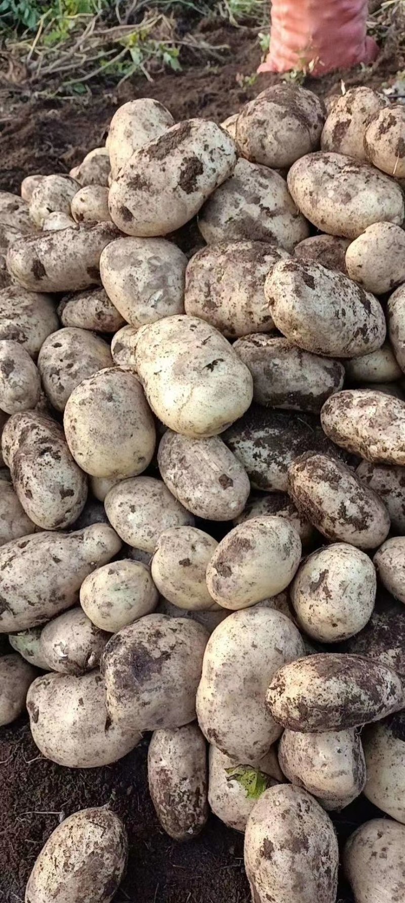 土豆云南丽薯六号大量有现货