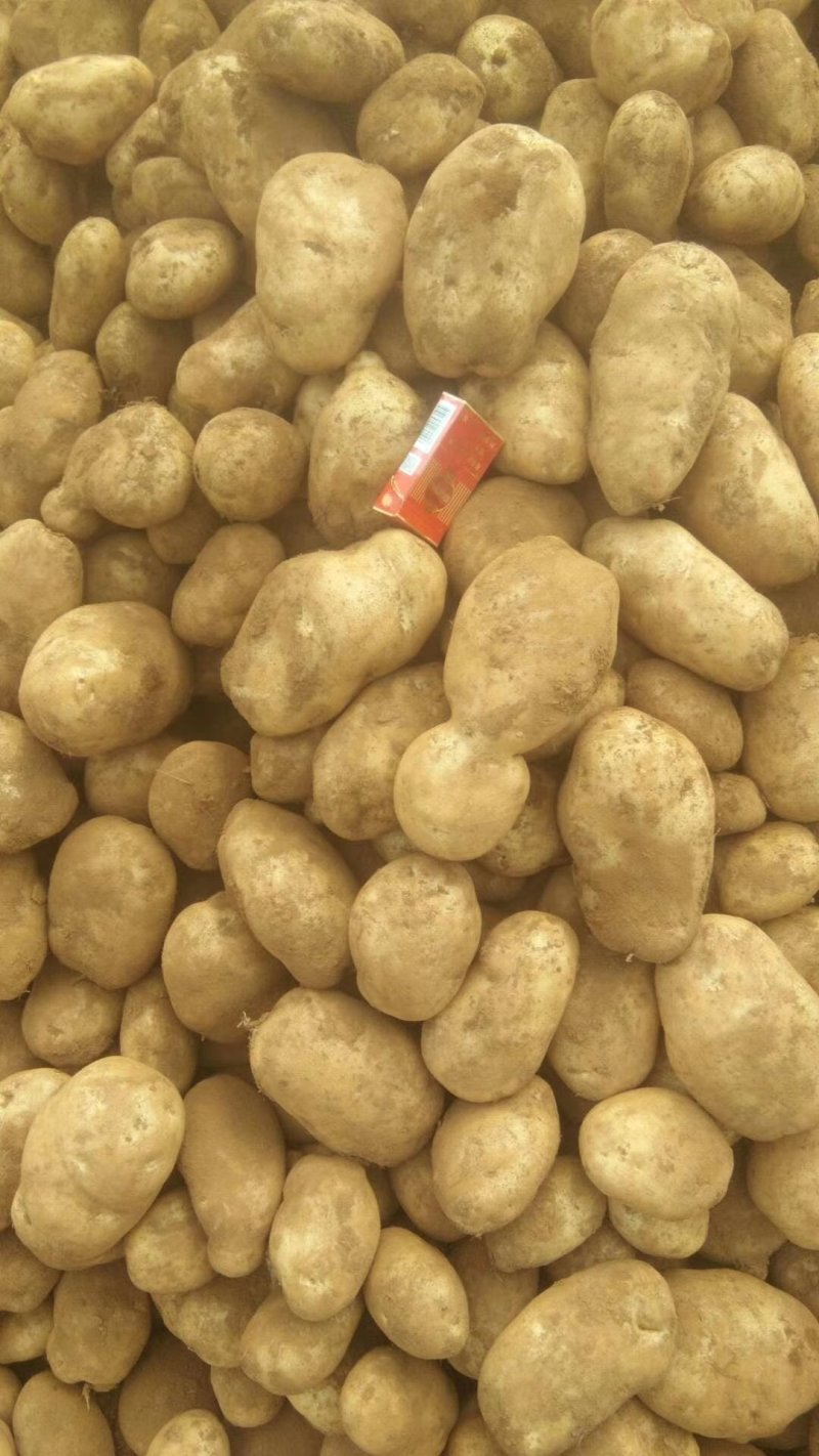 土豆云南丽薯六号大量有现货