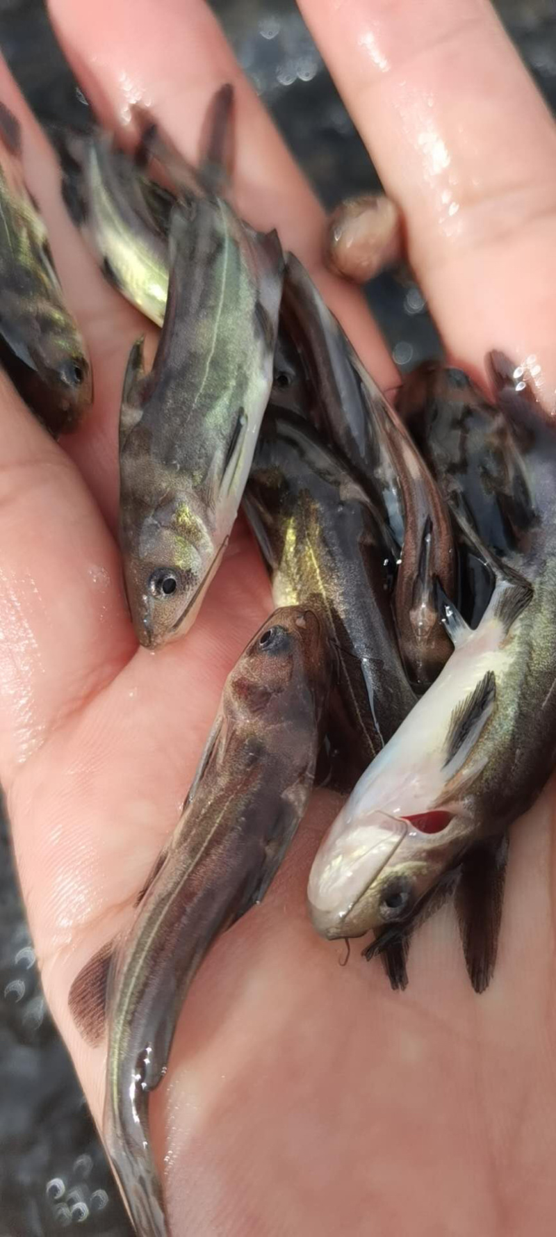 出售黄骨鱼苗，黄辣丁，杂交黄骨鱼苗，苗量充足。