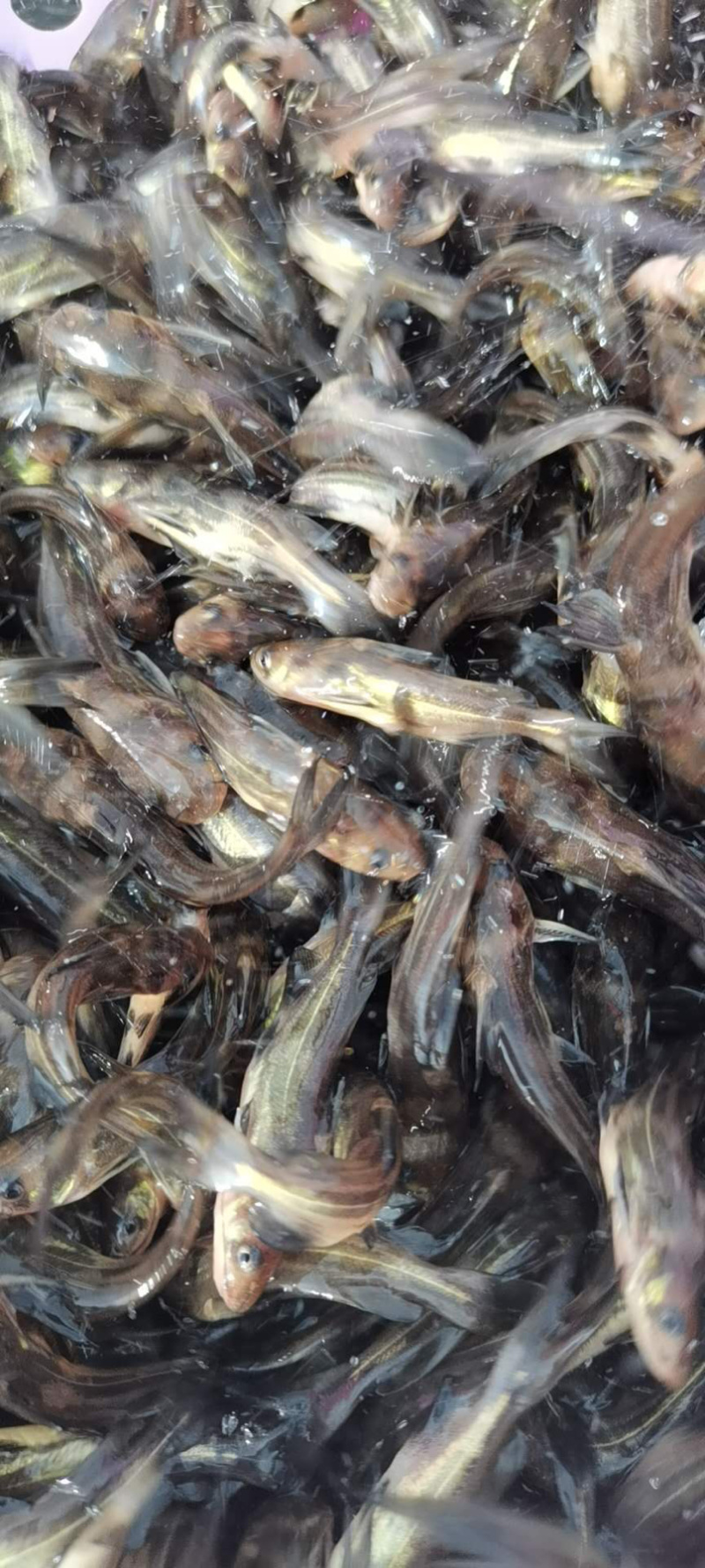 出售黄骨鱼苗，黄辣丁，杂交黄骨鱼苗，苗量充足。
