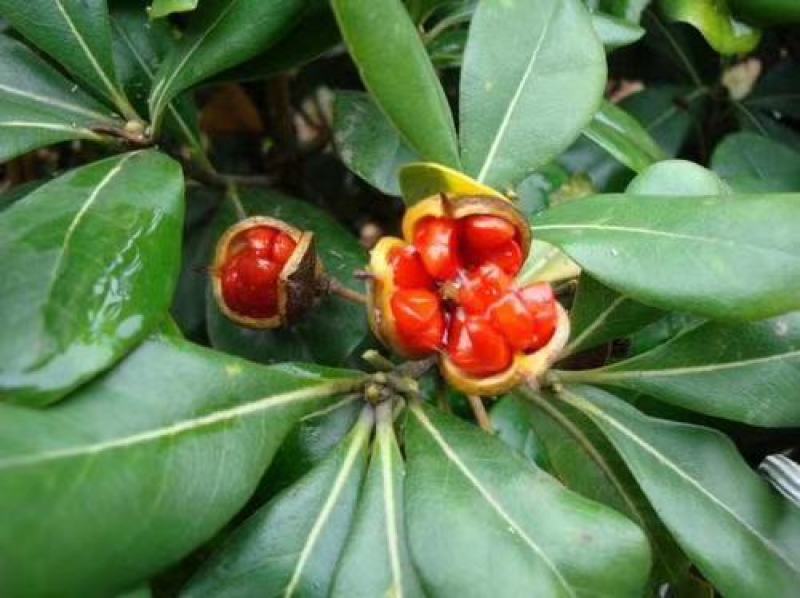 海桐种子新海桐树苗种子海桐籽海桐花七里香山矾宝珠香山