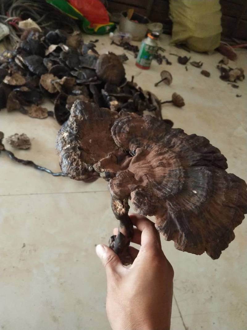 湖南紫灵芝野生紫灵芝统货
