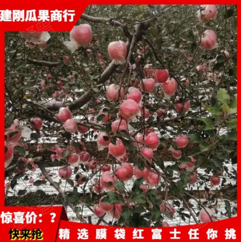 陕西精品膜袋，纸加膜袋红富士苹果产地价格批发