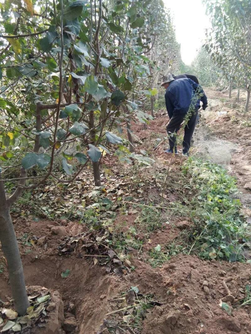 苗圃优质北美海棠1到15公分，免费技术指导拍装车视频