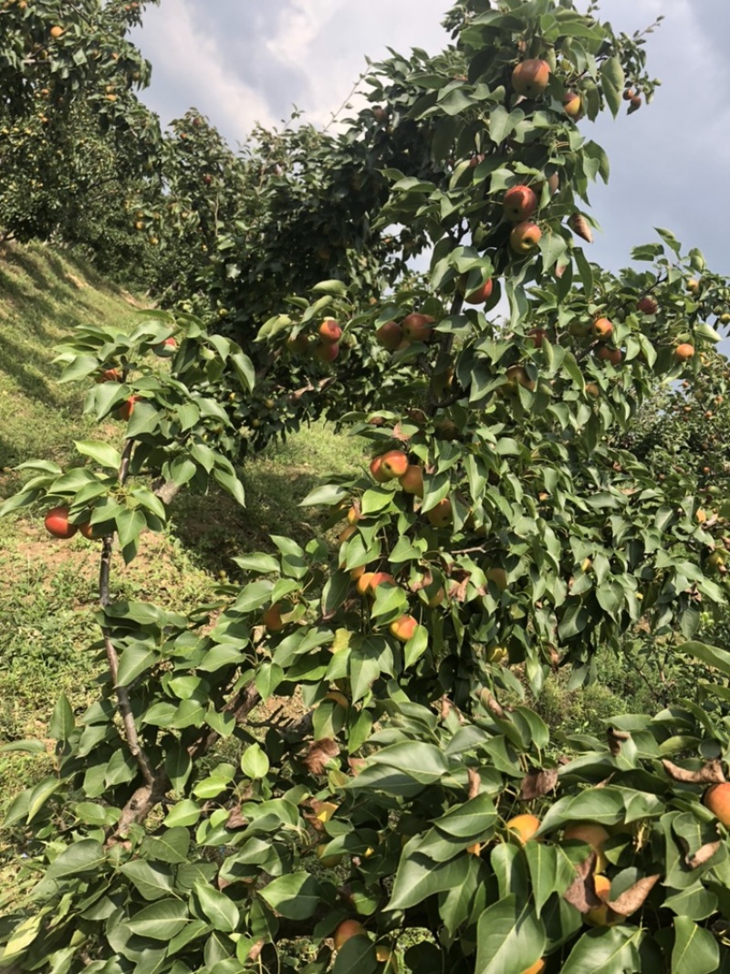 北镇南果梨颜色好细皮口感好