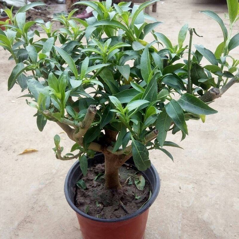 夜来香花树苗九里香花卉盆栽植物室内驱蚊花浓香四季开花好养