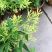 夜来香花树苗九里香花卉盆栽植物室内驱蚊花浓香四季开花好养