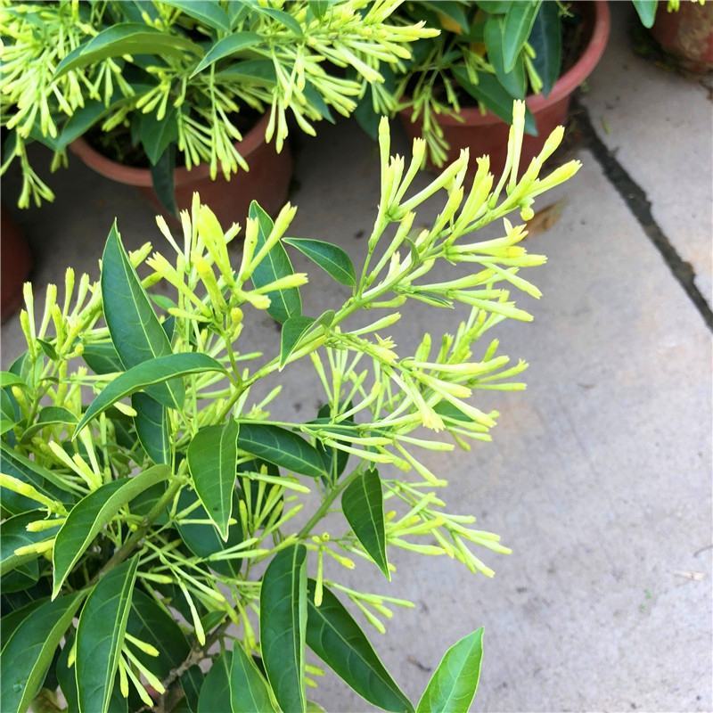 夜来香花树苗九里香花卉盆栽植物室内驱蚊花浓香四季开花好养