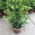 夜来香花树苗九里香花卉盆栽植物室内驱蚊花浓香四季开花好养