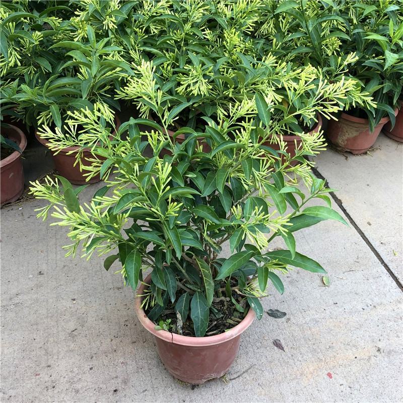 夜来香花树苗九里香花卉盆栽植物室内驱蚊花浓香四季开花好养
