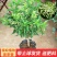 夜来香花树苗九里香花卉盆栽植物室内驱蚊花浓香四季开花好养