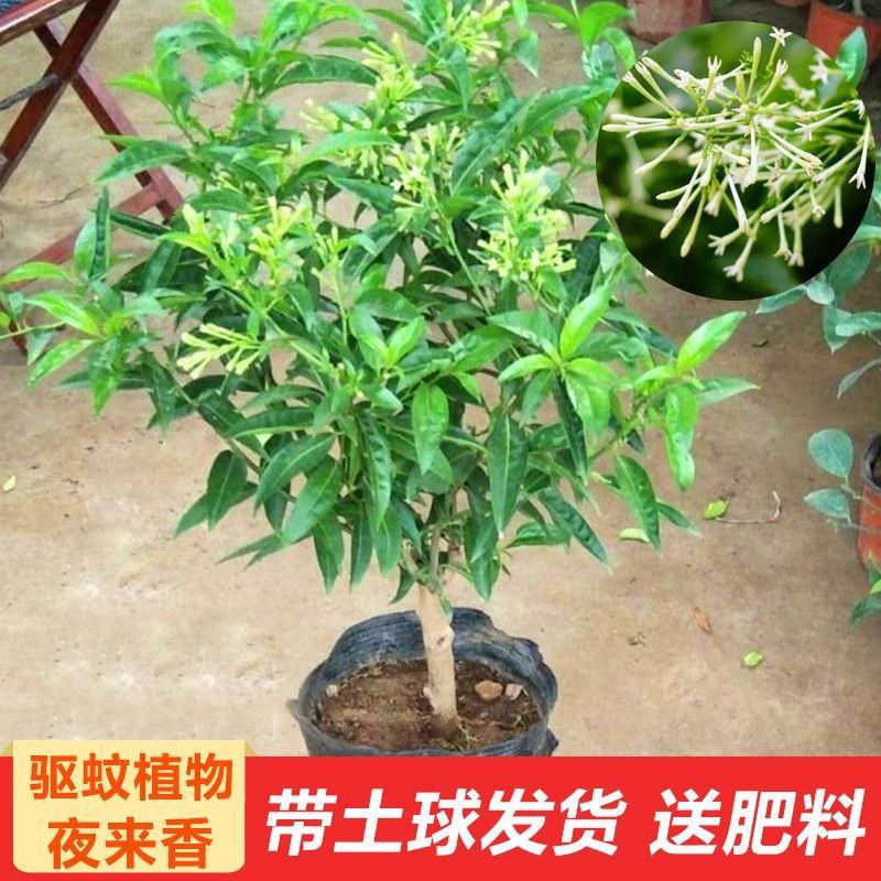 夜来香花树苗九里香花卉盆栽植物室内驱蚊花浓香四季开花好养