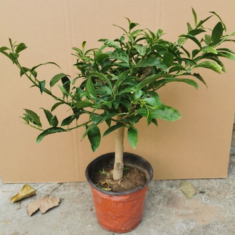 夜来香花树苗九里香花卉盆栽植物室内驱蚊花浓香四季开花好养