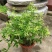 夜来香花树苗九里香花卉盆栽植物室内驱蚊花浓香四季开花好养