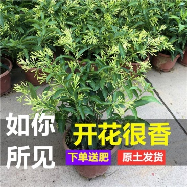 夜来香花树苗九里香花卉盆栽植物室内驱蚊花浓香四季开花好养