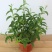 夜来香花树苗九里香花卉盆栽植物室内驱蚊花浓香四季开花好养