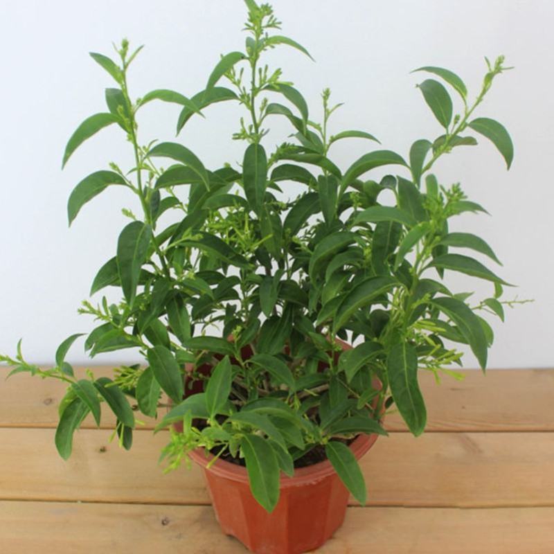 夜来香花树苗九里香花卉盆栽植物室内驱蚊花浓香四季开花好养