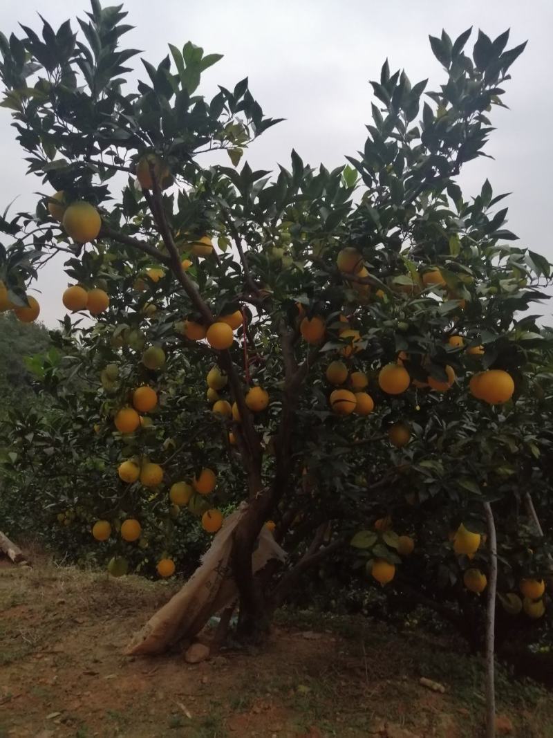 江西赣南脐橙，正宗小岭脐橙。