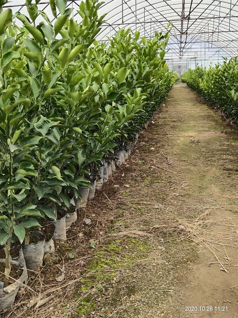 麻阳冰糖橙苗锦蜜锦红纽荷尔黄金贡柚苗脆密金桔袋苗