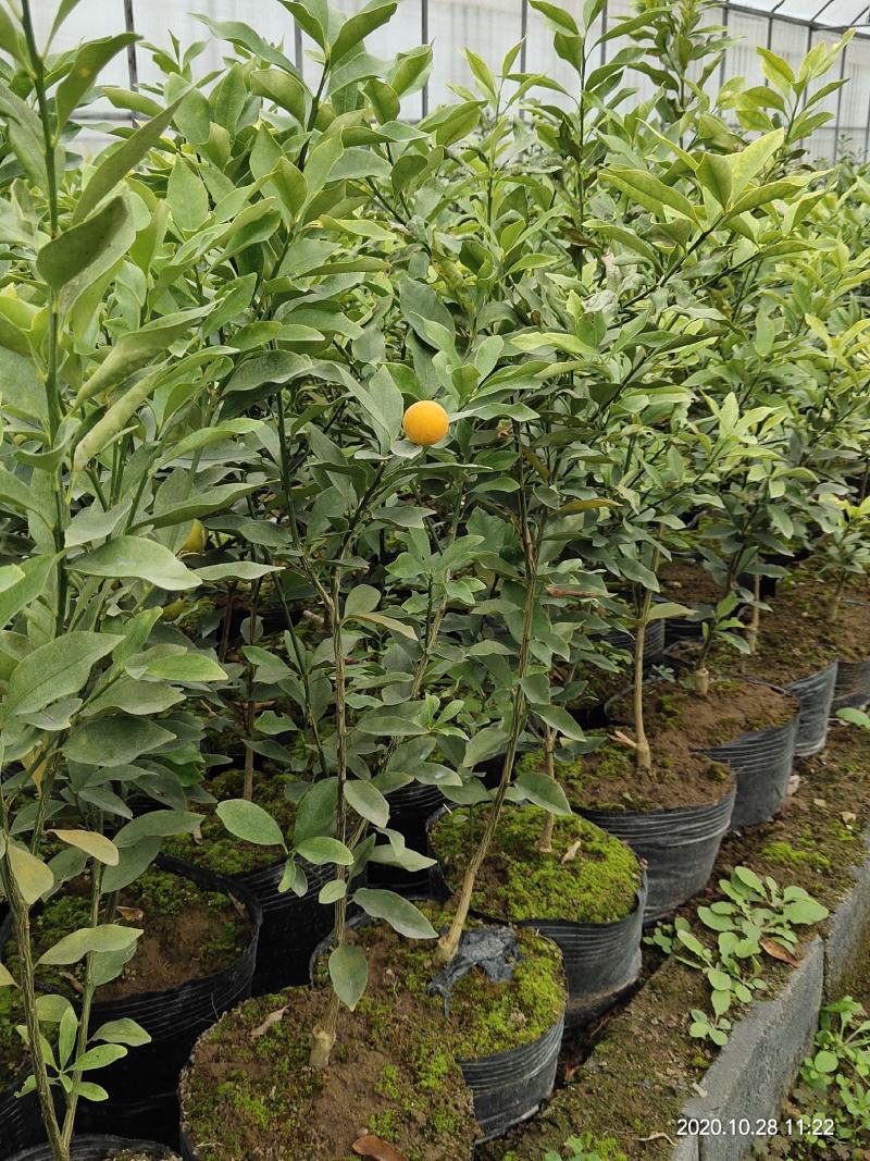 麻阳冰糖橙苗锦蜜锦红纽荷尔黄金贡柚苗脆密金桔袋苗