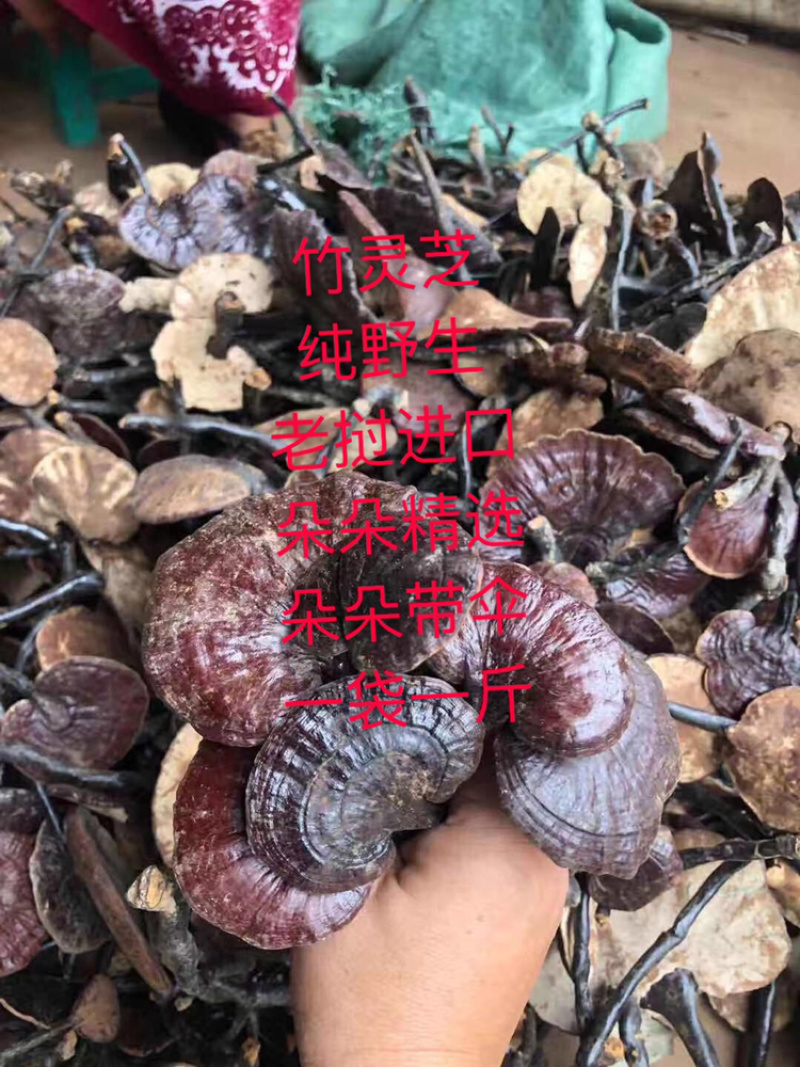 竹灵芝9月新货纯野生老挝进口朵朵整株一手货源
