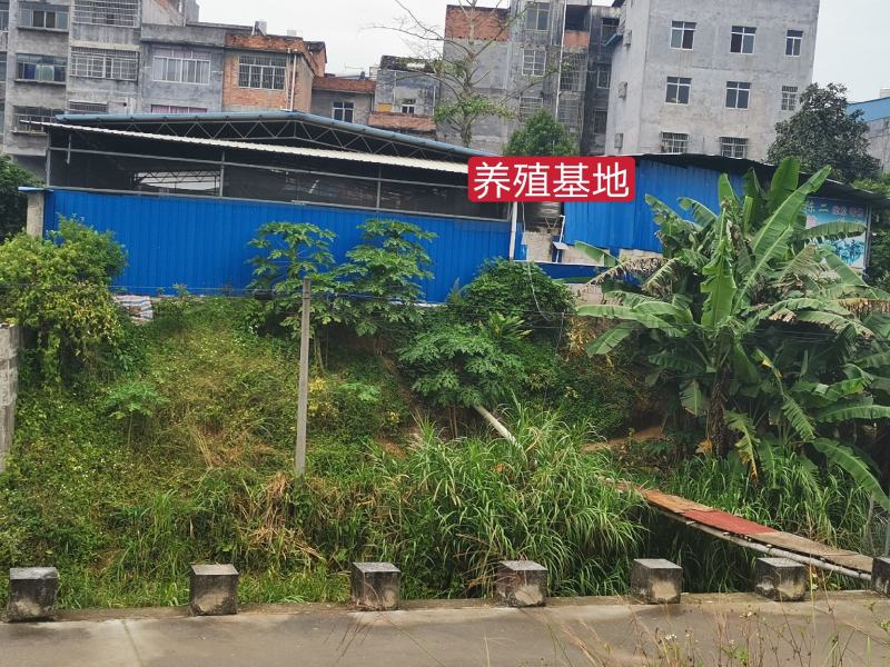 正品金边土元（金边土鳖）种虫可上门提货观察养殖场地