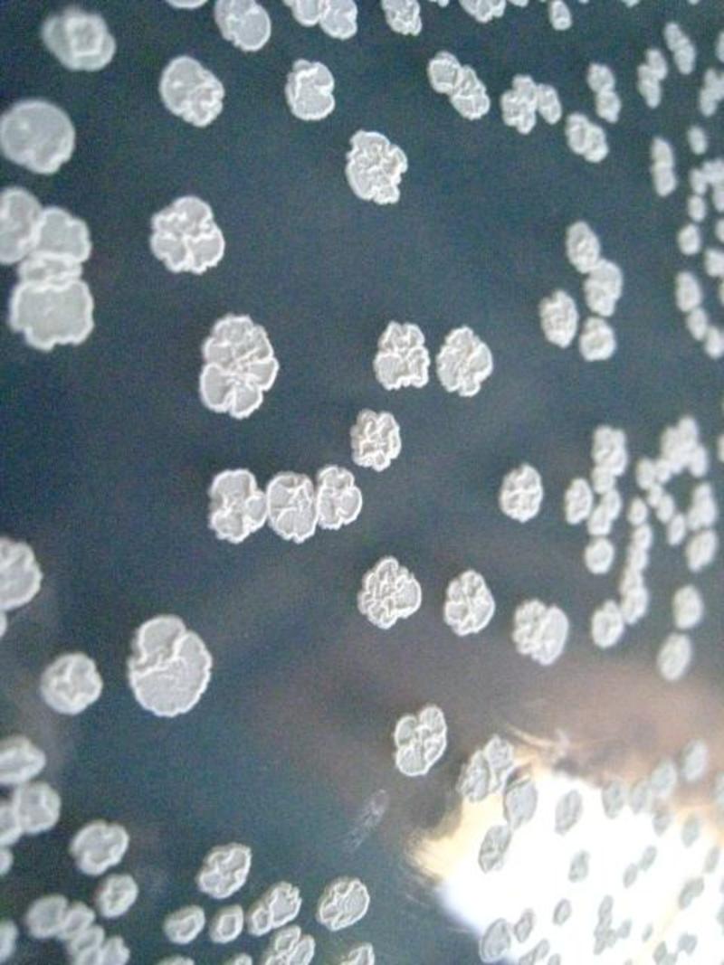 EM菌粉促进生根生长发酵有机物料腐熟豆粕豆渣