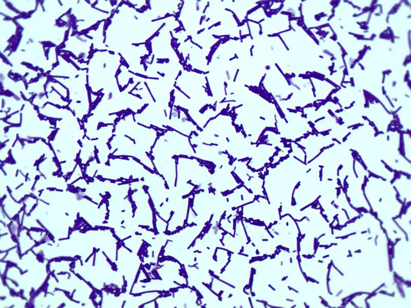 EM菌粉促进生根生长发酵有机物料腐熟豆粕豆渣