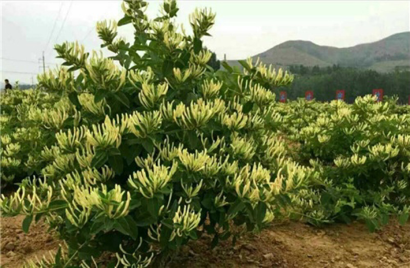【】精品金银花营养价值高产地直发