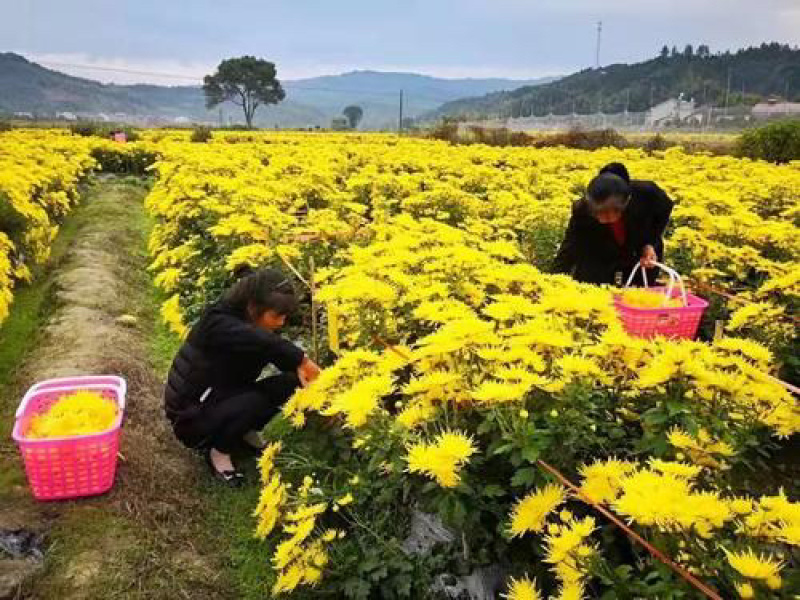 【网红产品】金丝皇菊茶特级品质全国发货