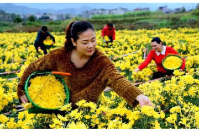 【网红产品】金丝皇菊茶特级品质全国发货