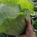 扁包菜【实力商家】墨玉50包菜精品甘蓝基地直供一条龙