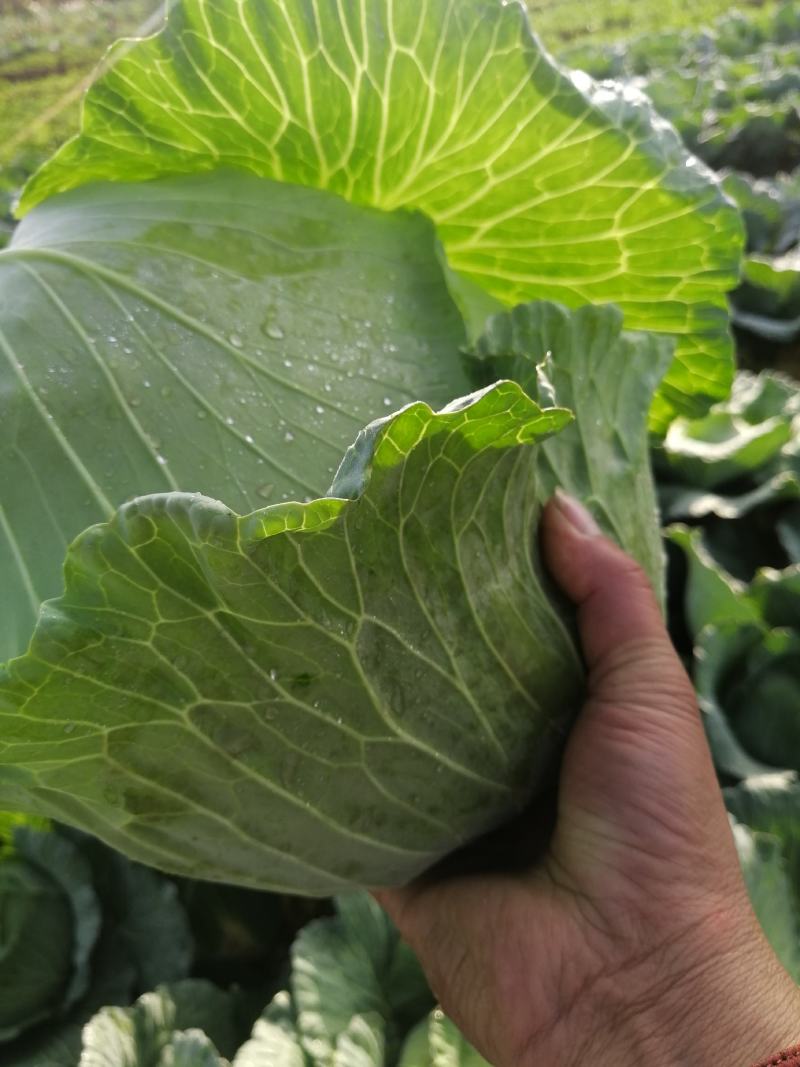 扁包菜【实力商家】墨玉50包菜精品甘蓝基地直供一条龙