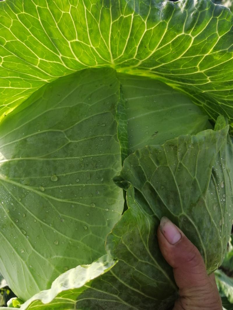 扁包菜【实力商家】墨玉50包菜精品甘蓝基地直供一条龙