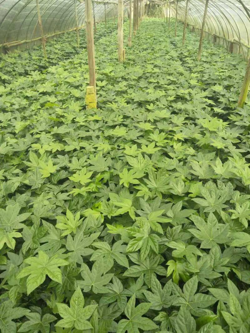 八角金盘盆栽树苗室内阳台庭院抗污染净化空气绿植耐热