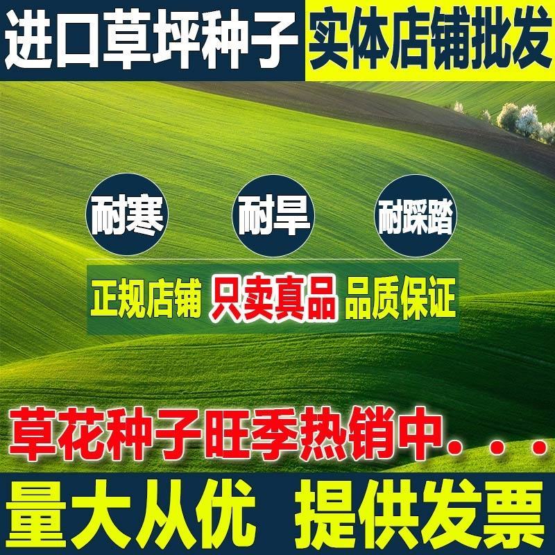 草坪种子四季青草坪籽狗牙根护坡百慕大草种籽绿化草皮种子
