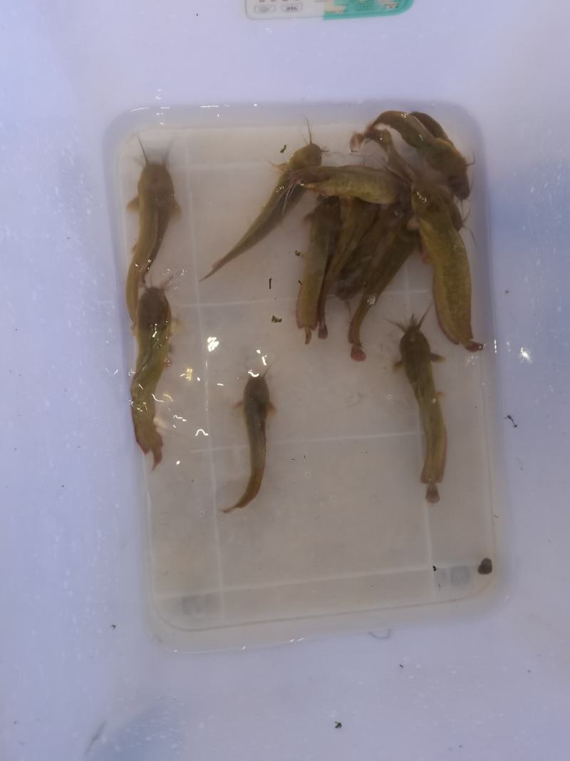 专营批发供应优质土塘角鱼