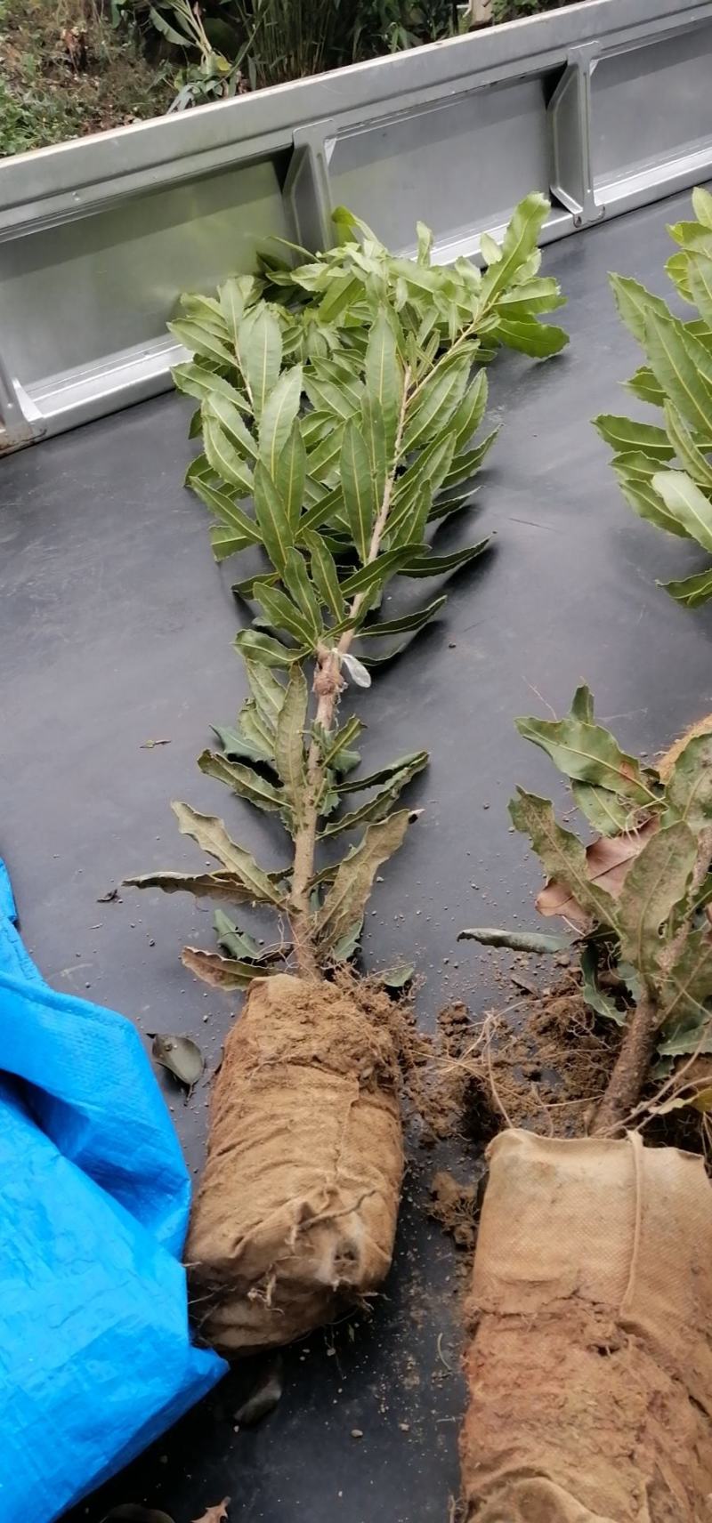 龙州县供应优质澳洲坚果苗