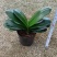 基地长期供应君子兰盆栽绿植花卉君子兰开花电商档口
