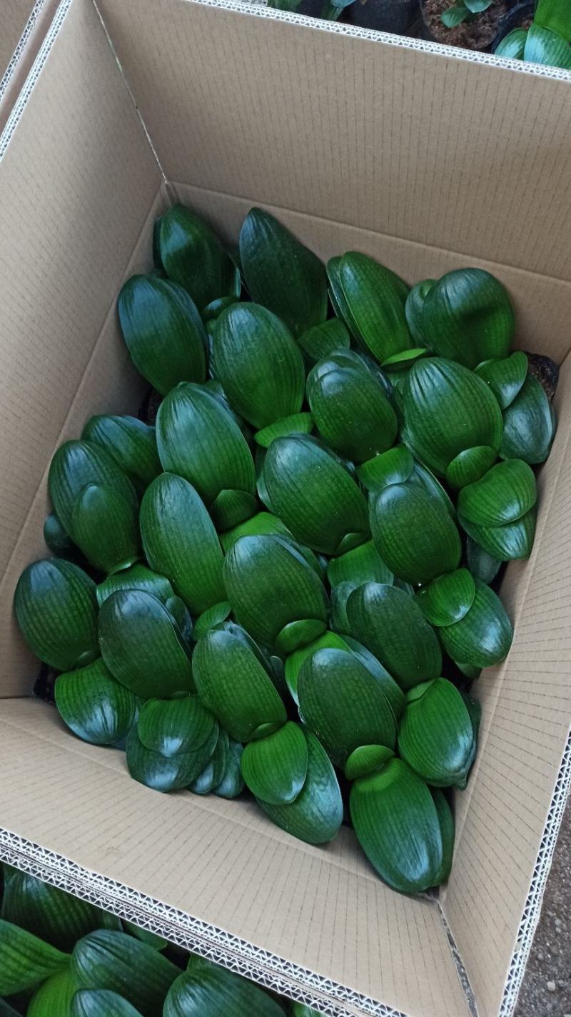 基地长期供应君子兰盆栽绿植花卉君子兰开花电商档口