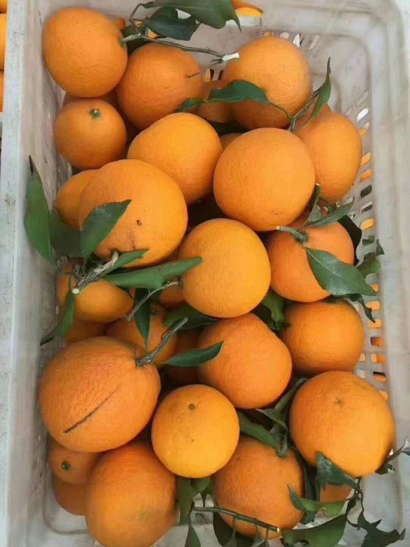 长虹脐橙橙子产地直购，保质保量，口感纯甜，欢迎订购