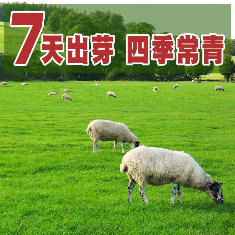 早熟禾草坪种子耐寒耐踩型矮生四季常青庭院别墅绿化种植