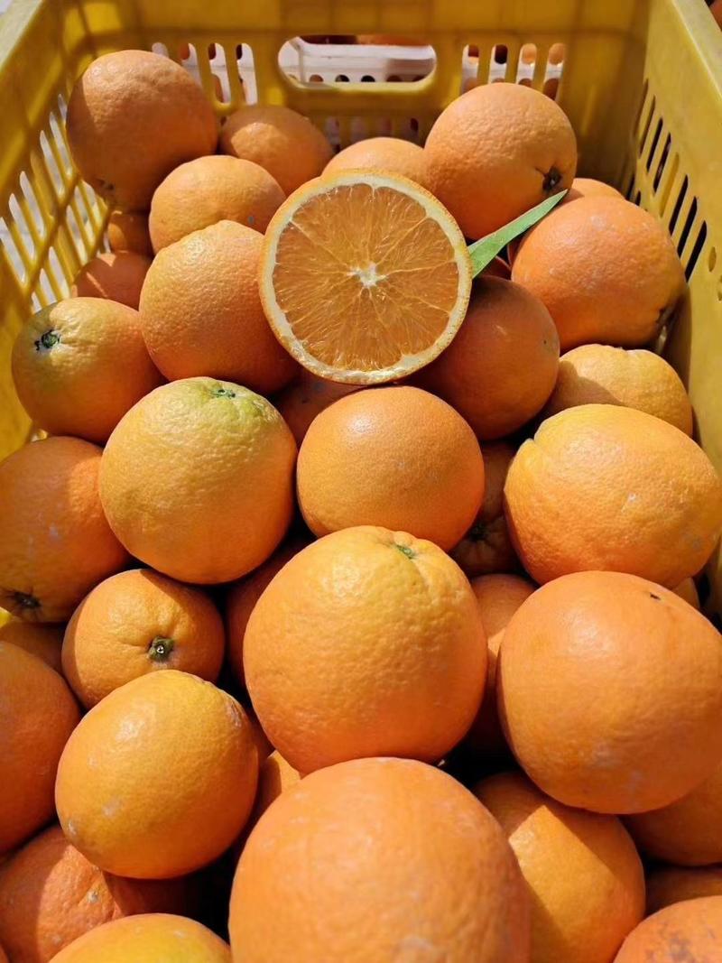 秭归甜橙橙子产地看货，现场采购，保质保量，欢迎来电