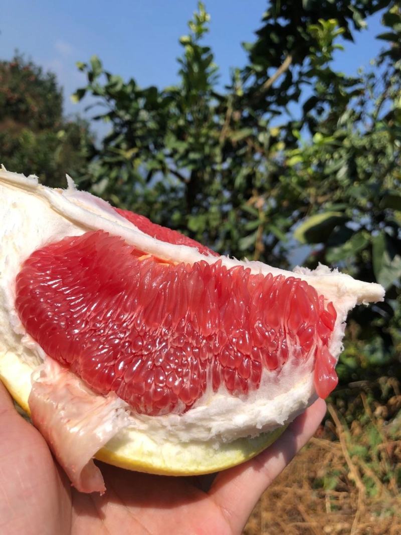 琯溪蜜柚柚子看货论价一手货源，欢迎咨询订购