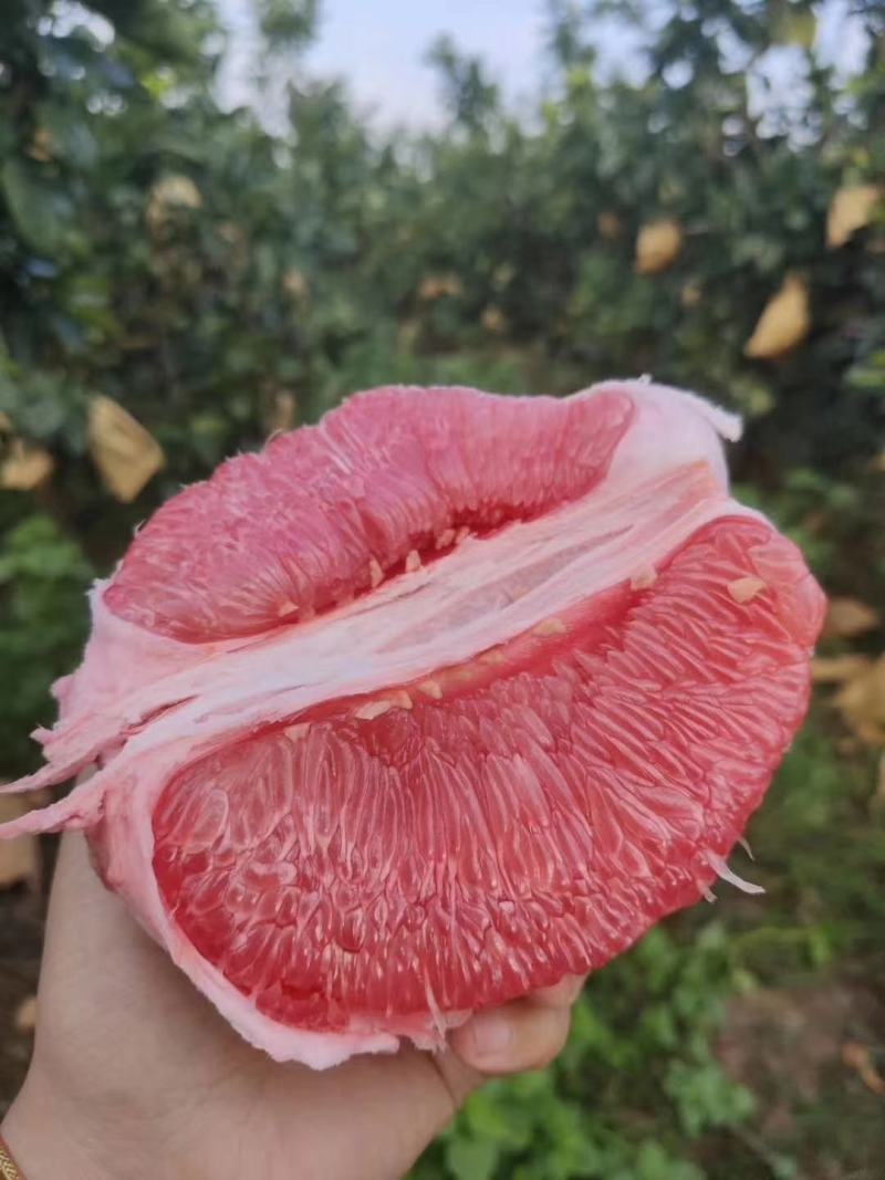 琯溪蜜柚柚子看货论价一手货源，欢迎咨询订购