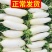 精品白萝卜白萝卜大萝卜萝卜湖北萝卜欢迎订购