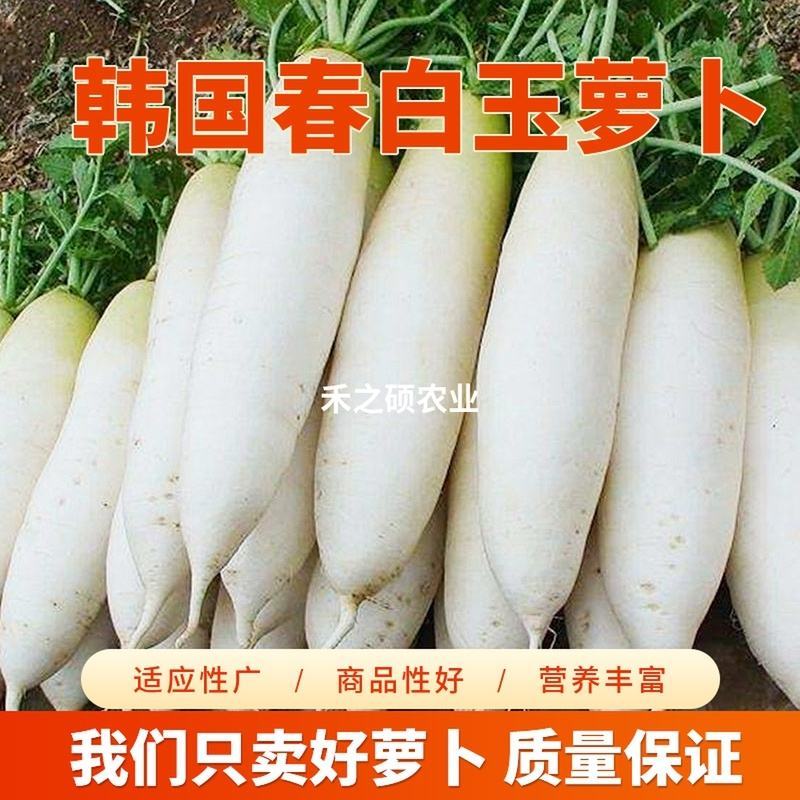 精品白萝卜白萝卜大萝卜萝卜湖北萝卜欢迎订购